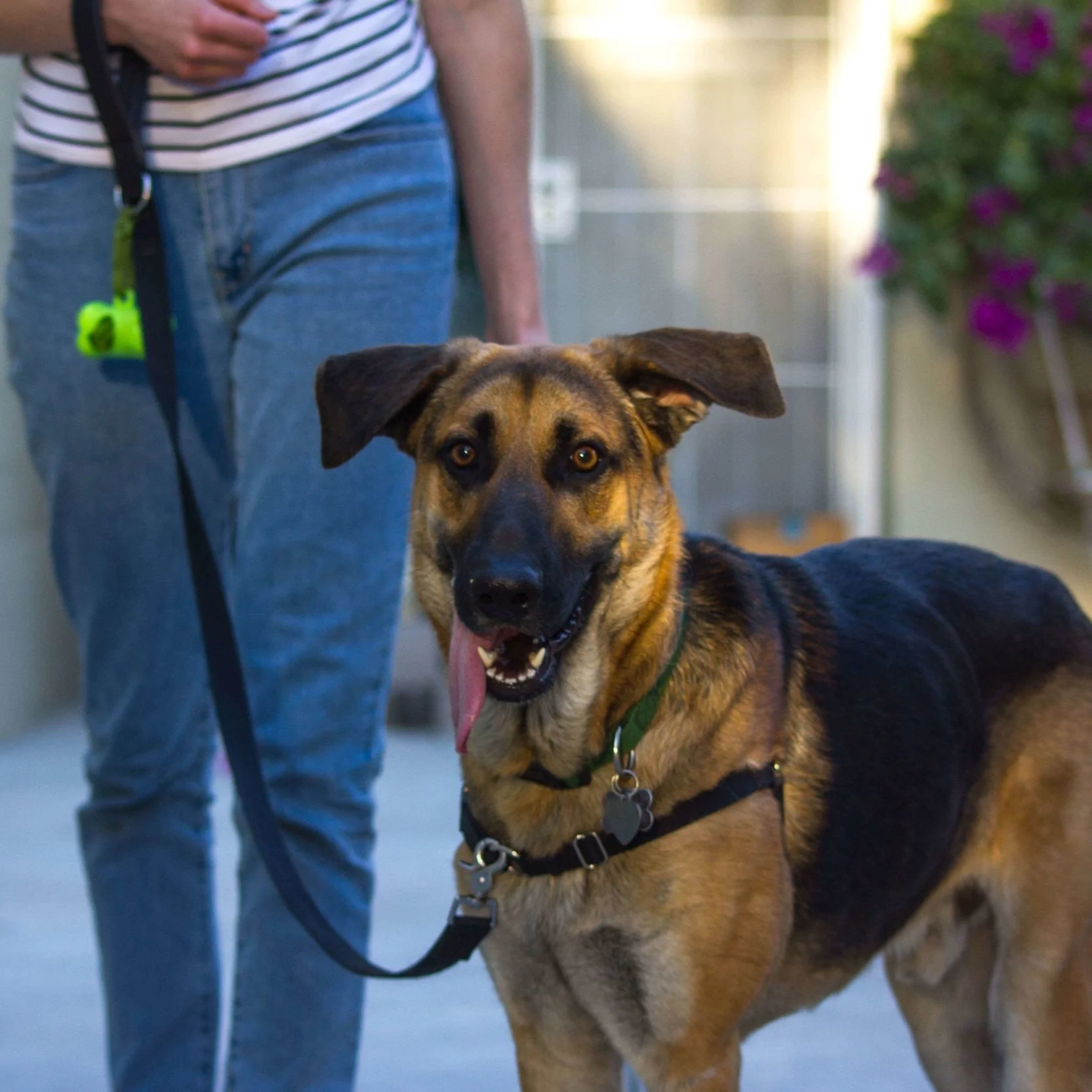 The Importance of Positive Training in Dog Education